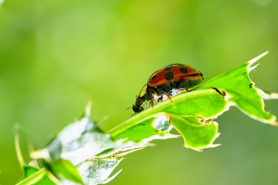Un jardin sans pesticides : des alternatives simples