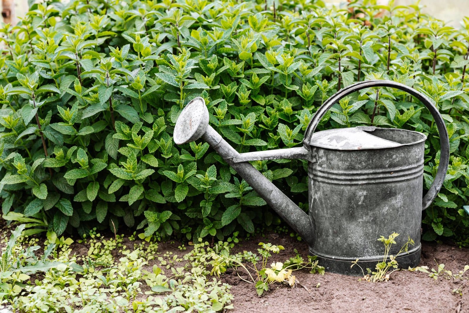 Récupérer l'eau de pluie pour passer l'été des restrictions sans stresser
