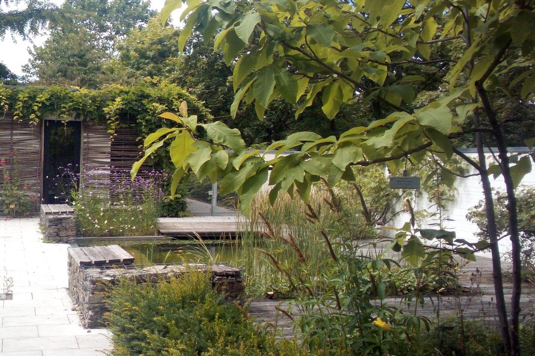 Piscine naturelle : ce qu'il faut vraiment savoir avant de se lancer