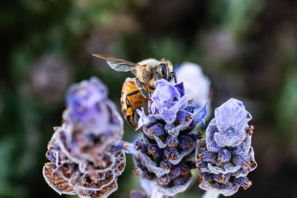 Planter pour les abeilles et les pollinisateurs